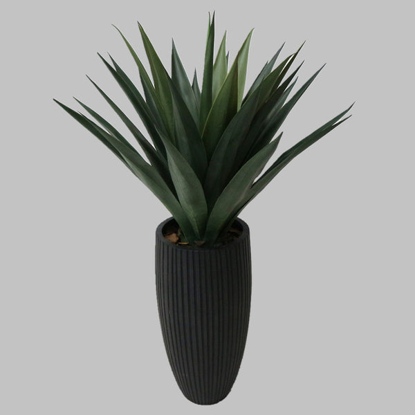 Floor Plant