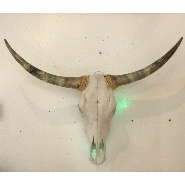 Longhorn Skull