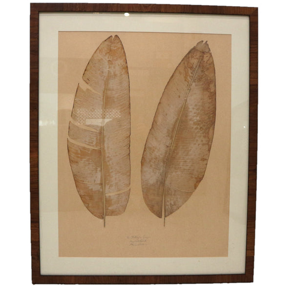 Formations Framed Pressed Leaves Signed