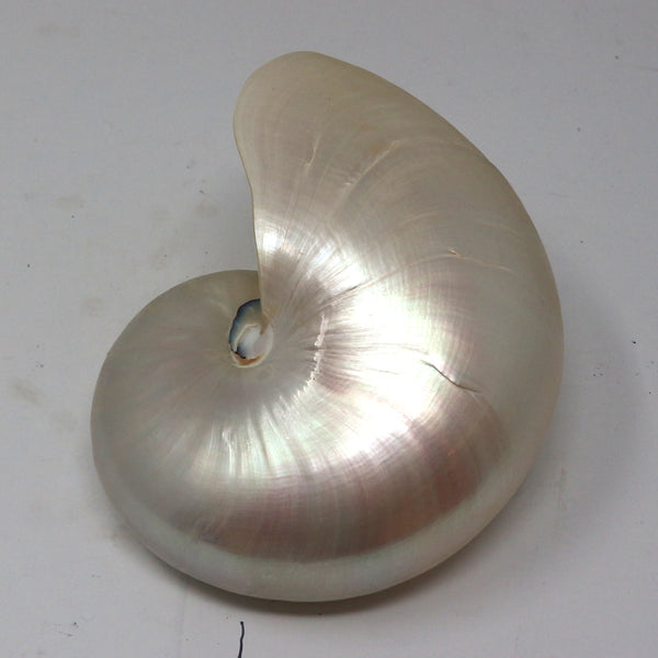 Nautilus Pearl Shell