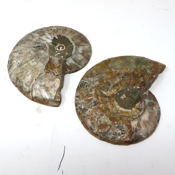 Pair of Ammonite Shells