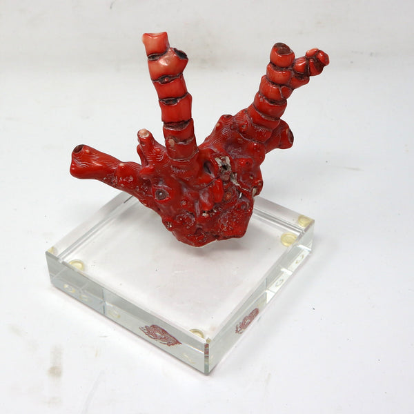 Red Coral Branch on Acrylic