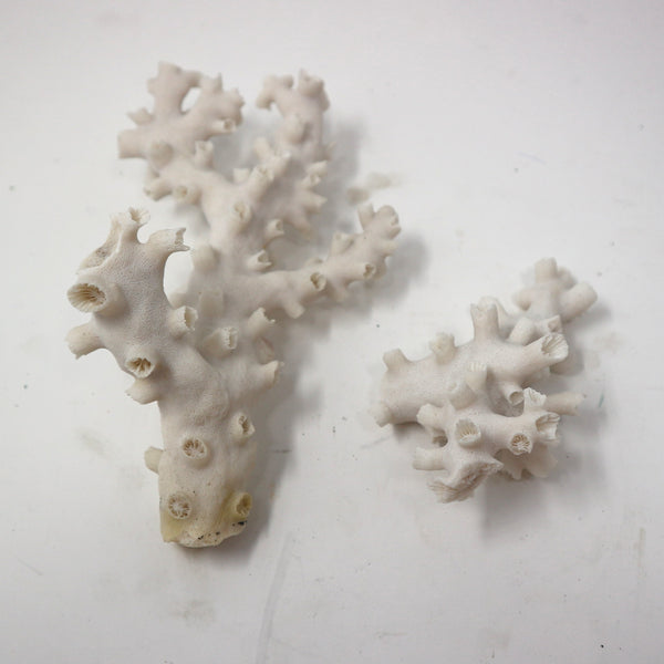 Set of 2 Octopus Coral
