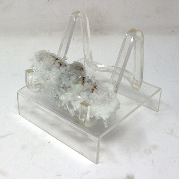 Crystalized Cicada