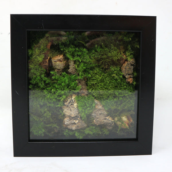 Framed Hand Made Preserved Moss Terrarium