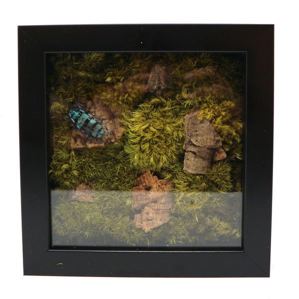 Hand Made Preserved Moss Terrarium w/ Beetle