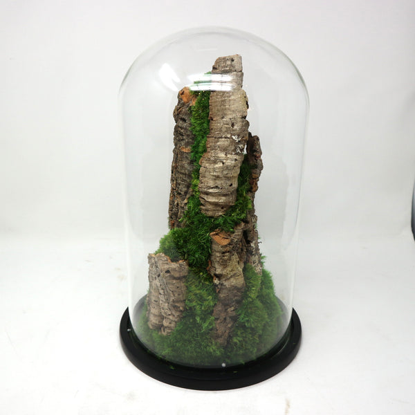 Sculptural Preserved Moss Terrarium by Evergreen Studios