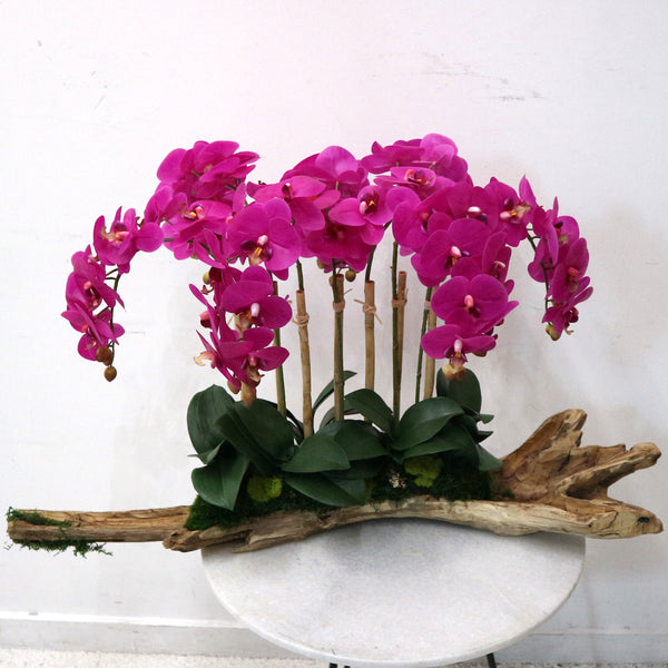 Seven Stem Fuchsia Orchid on Driftwood