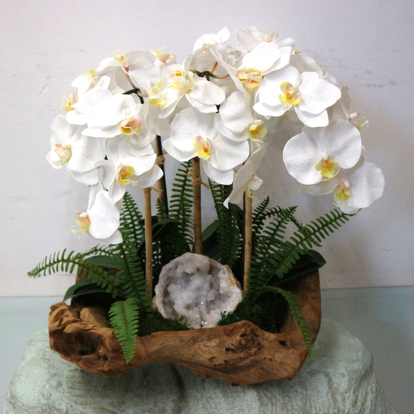 White Orchids in Wood Bowl