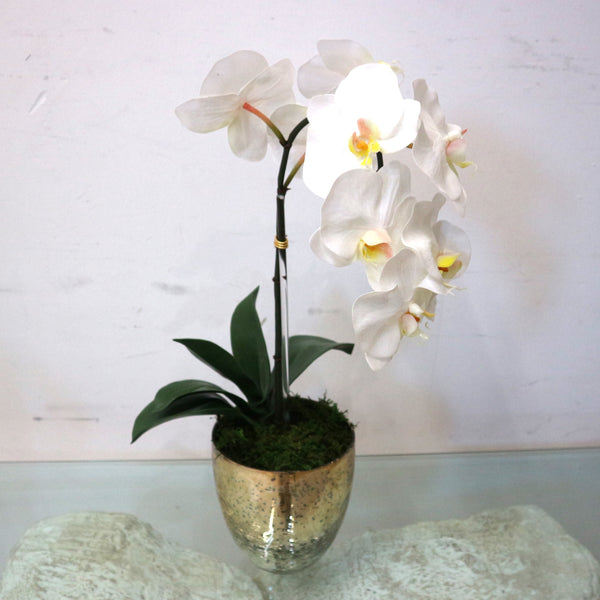 Single Whtie Orchid in Champagne Vase