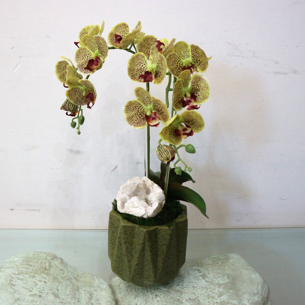 Double Orchid in Green Container w/ Stone