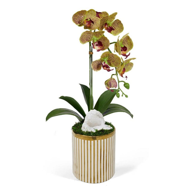 Single Orchid in White & Gold Striped Container