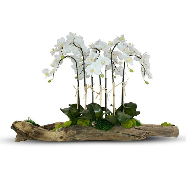 Large Log Filled w/ White Orchids