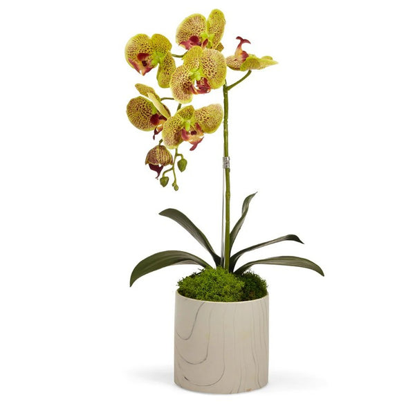 Single Green Orchid in Faux Marble Container