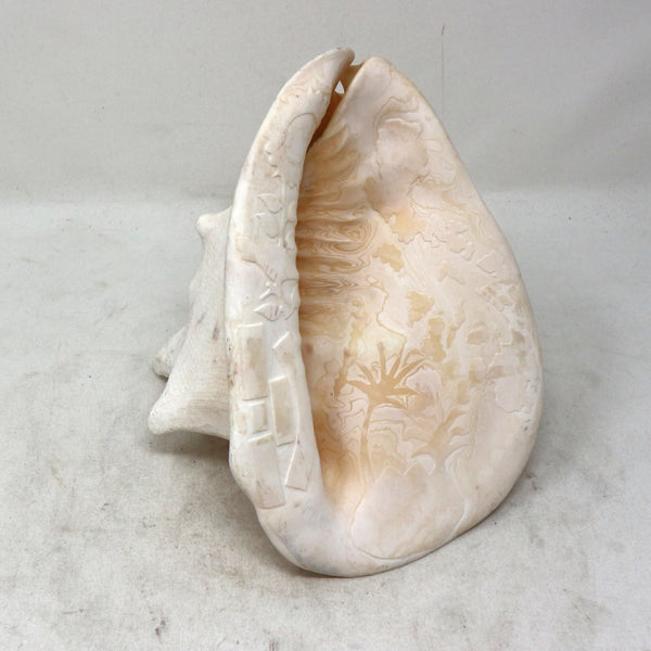 Hand Carved Conch Shell