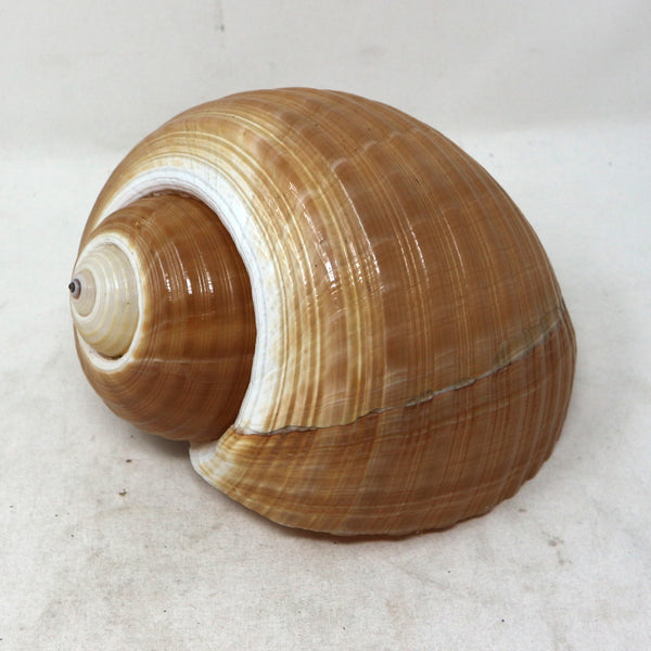 Large Sea Snail Shell